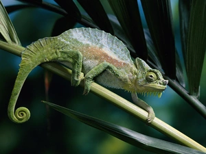 Leaf, Cameleon, stalk