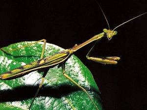 stick insect, Green, leaf