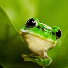 A friendly, an, leaf, strange frog
