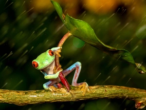 Rain, strange frog, leaf