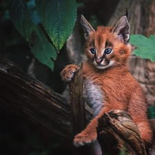 Leaf, Caracal, trees