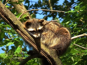 Leaf, raccoon, trees