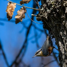 trees, Bird, Twigs, Leaf, oak, Eurasian nuthatch