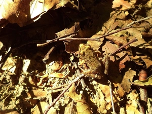 Twigs, strange frog, Leaf