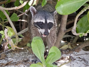 Leaf, raccoon, Twigs