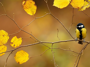 tit, Leaf, Twigs, Great Tit