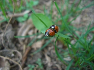 leaf, ladybugs, Two