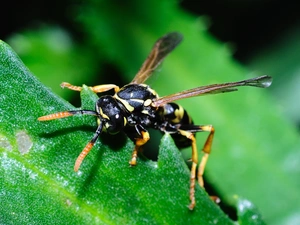 leaf, wasp