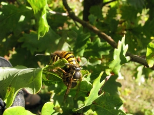 Leaf, Two, Wasps