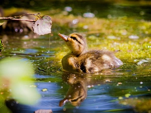 leaf, Ducky, water