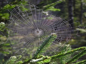 Leaf, needle, Web