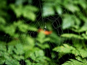 Leaf, Spider, Web