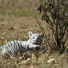 White, grass, Leaf, tiger