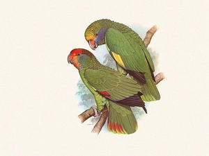 Two, Parrots, Edward Lear, green ones
