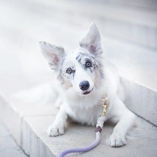Stairs, Border Collie, Leash