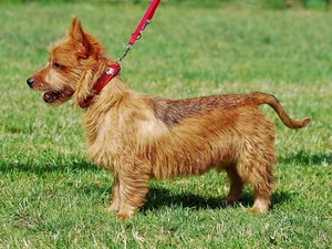dog, Leash, Lawn, Australian terrier