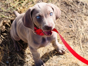 doggy, Leash, Weimaraner, red hot