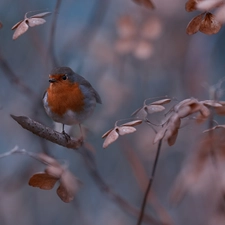 Bird, Twigs, leaves, robin
