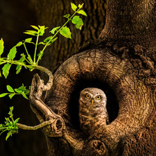 hollow, owl, branch, leaves, trees, Little Owl