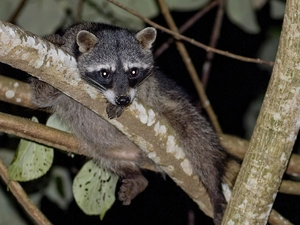 leaves, lemur, trees