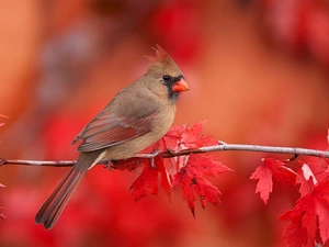 leaves, cardinal, twig