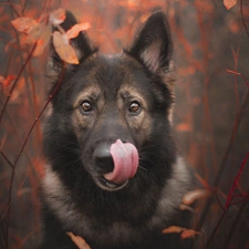 muzzle, dog, Twigs, leaves, tongue, German Shepherd