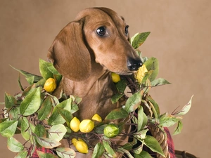 lemons, dachshund, wreath