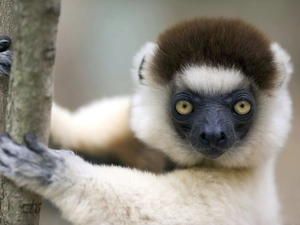 lemur, white, Black