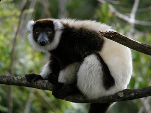 lemur, branch