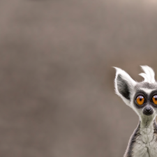 funny, lemur