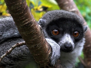 lemur, trees