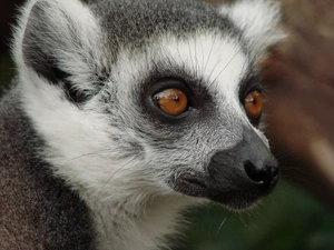 lemur