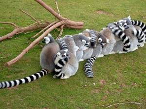 flock, Lemurów, trees, viewes, branches