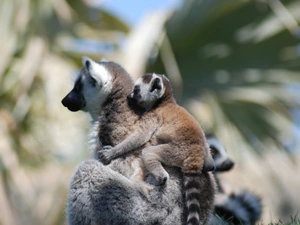 lemurs