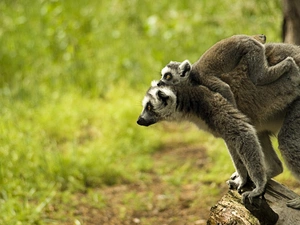 lemurs