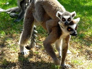 lemurs