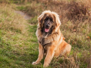 Leonberger, Brown, dog