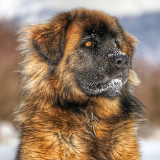 dog, Leonberger