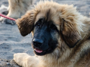Leonberger, Puppy, Leash