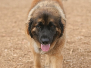 Leonbergera, honeyed, mouth