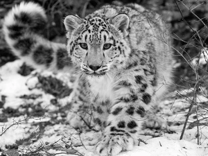 snow leopard, Black, White, winter