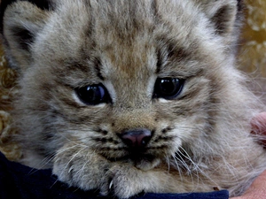 snow leopard, Blue, Eyes, Head