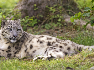 grass, lying, snow leopard