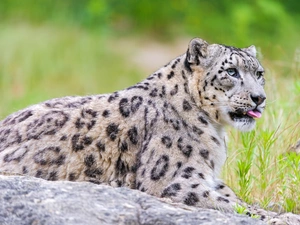 grass, snowy, snow leopard