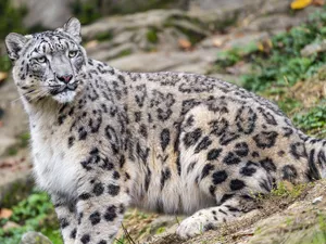 Hill-side, snow leopard, The look
