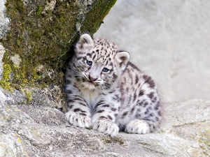 Rocks, Little, snow leopard