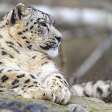 Rocks, lying, snow leopard