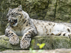 Rocks, snowy, snow leopard