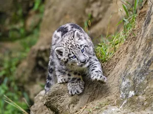 Rocks, young, snow leopard