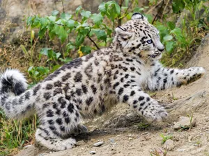 Snow leopard, snow leopard
